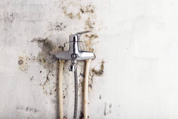 Best Mold Remediation  in Churchill, OH