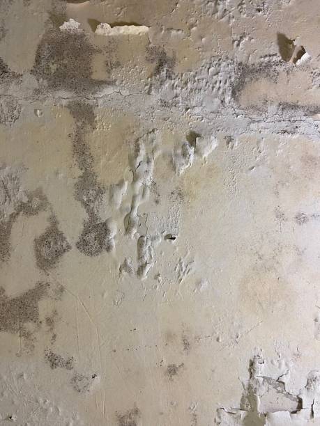 Best Attic Mold Removal  in Churchill, OH