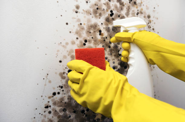 Best Commercial Mold Removal  in Churchill, OH